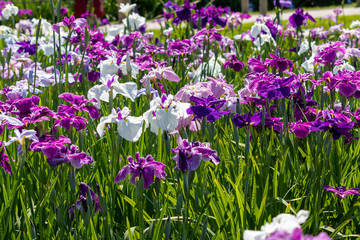 菖蒲　堀切菖蒲園　東京都葛飾区