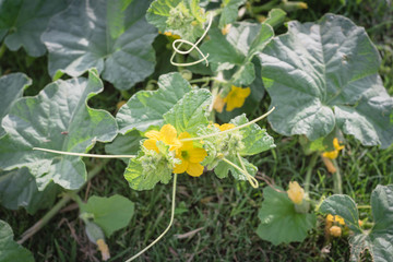 Selective focus yellow cantaloupe flowers and small fruits growing