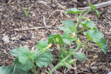 Selective focus yellow cantaloupe flowers and small fruits growing