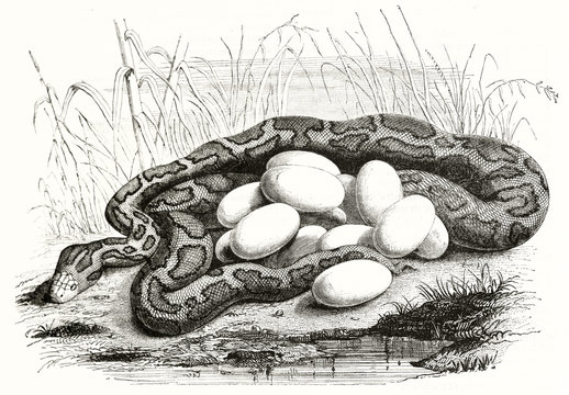 Old naturalistic etching style illustration of a rolled python hide in the high grass, brooding its eggs near a little pond. By Warner publ. on Magasin Pittoresque Paris 1848