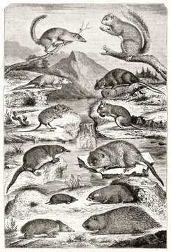 Old illustration depicting a set of Rodents in parallel classification according to E.G. Saint-Hilaire. All the animals arranges in a natural context. By Werner publ. on Magasin Pittoresque Paris-1848