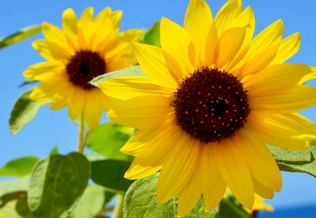 Obraz premium Sunflowers against blue sky on a summer day.Yellow flowers.Bright floral background.Selective focus.