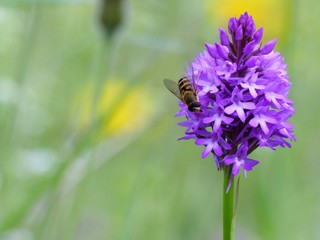 Hoverfly feeding on pyramidal orchid