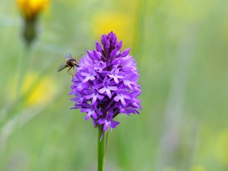 Hoverfly feeding on pyramidal orchid