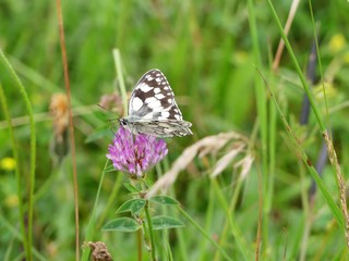 Marbled white butterfly on wild clover flower head