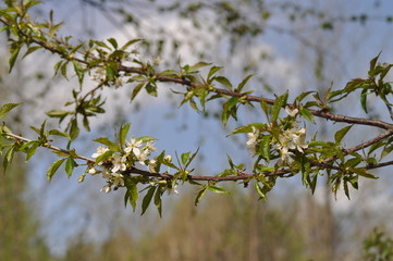 Cherry flowers