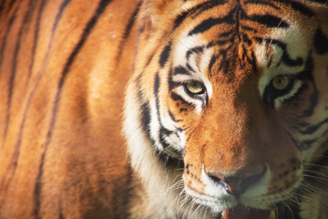 Obraz premium Close up de tigre