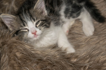 Fototapeta premium fluffy gray kitten cute playful sleeps lying on the carpet for design background