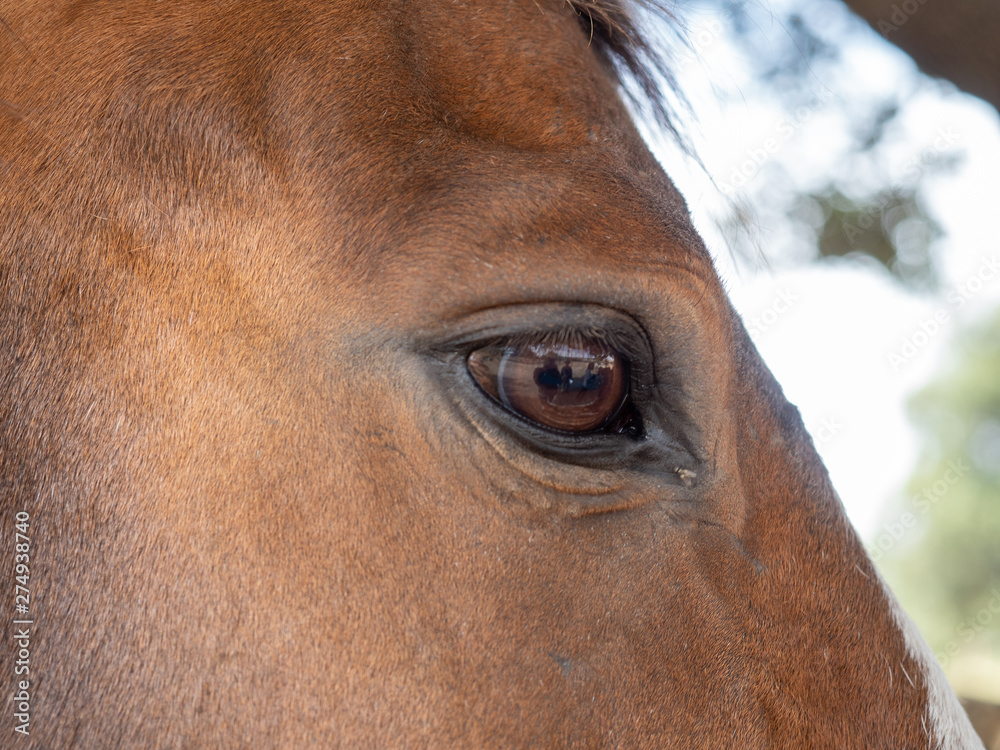 Wall mural Close-up of the head of a horse