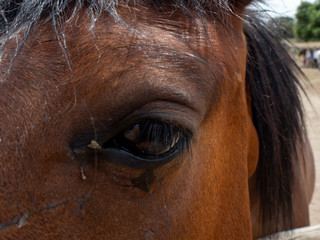 Close-up of the head of a horse