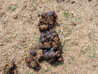 A pile of fresh horse manure on the field