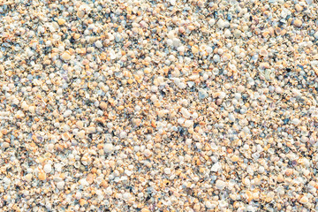 The beach is full of shells.