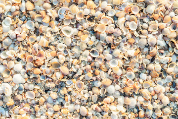 The beach is full of shells.