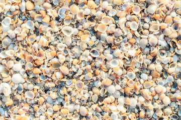 The beach is full of shells.
