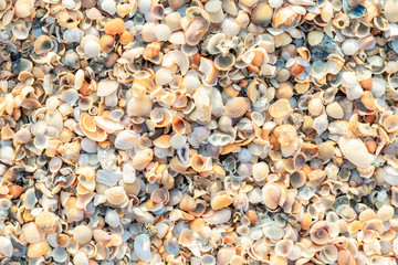 The beach is full of shells.