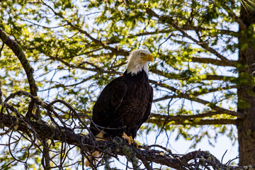 Bald Eagle perches in tree