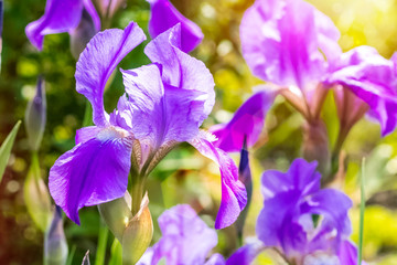 Beautiful iris flower and sunny glare. Summer background. Copy space