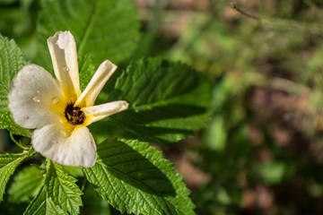 flower in the garden
