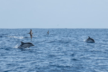 Dolphin swimming madeira