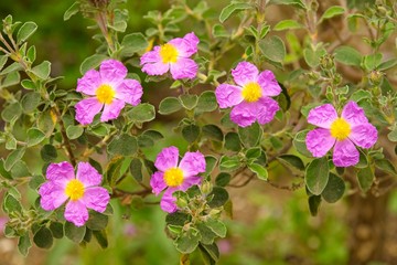 Obraz premium Rock rose flowers with insects