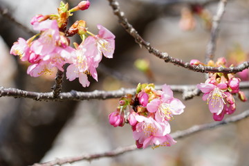 淀水路の河津桜