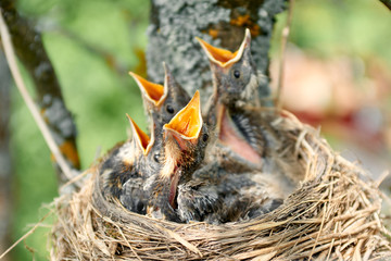 Nestling Song Thrush. Closeup baby birds with wide-open mouths await feeding. Four hungry chicks with an orange beaks in a nest on an apple tree branch © Sergey Bogdanov