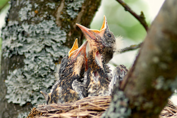 Nestling Song Thrush. Closeup baby birds with wide-open mouths await feeding. Two hungry chicks with an orange beaks in a nest on a tree branch