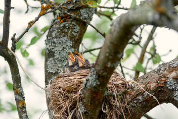 Nestling Song Thrush. Baby birds with wide-open mouths await feeding. Two hungry chicks with an orange beaks in a nest on an apple tree branch