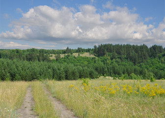 coniferous forest