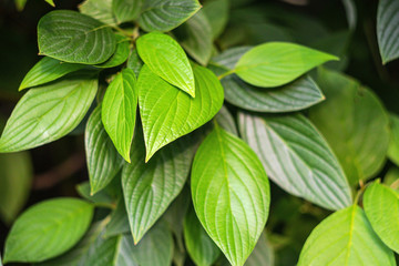 Bright green leaves on a solid background