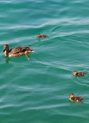 Lago di Garda, anatre e cigni
