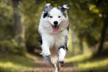 dog training in forest, australian shepherd running, looking at camera