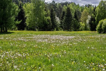Fototapeta na wymiar field of white flowers