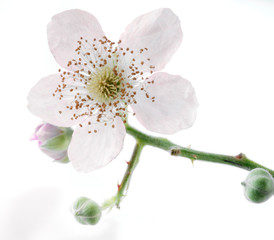 Brombeerblüten