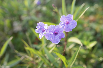 Fototapeta premium Close up of Mexican petunias (ruellia simplex) in bloom