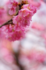 淀緑地の河津桜