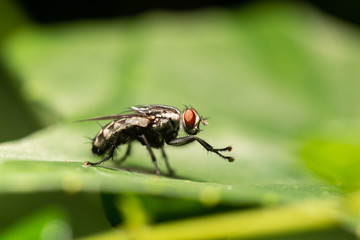 The fly with red eyes