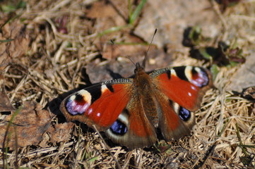 Butterfly Peacock eye.