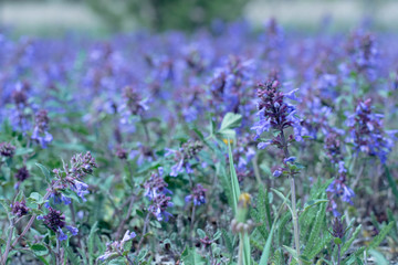 Lavender field in sunlight on a background of blurred flowers, close