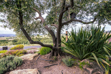 Spring flower bed and tree