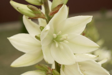 Fototapeta na wymiar White yucca flower close up