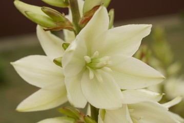 White yucca flower close up