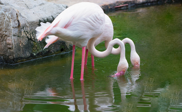 Two white flamingos looking for food in the lake, Greater Flamingo with curved neck like ovals and eight number- Image