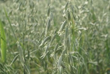 Green oats in the field in summer 