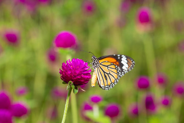 The Common Tiger butterfly