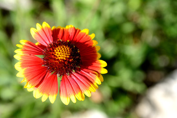 Bright yellow-red flower gaillardia on a green background on a summer day. Concept - Earth Day