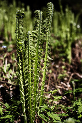 fern in the garden