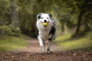 dog training in forest, australian shepherd running, carrying tennis ball in his mouth - obrazy, fototapety, plakaty