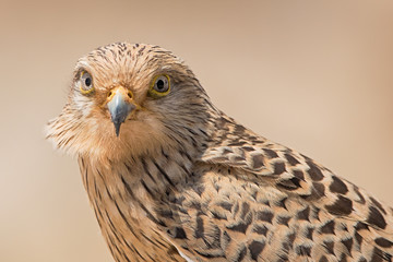 bird of prey