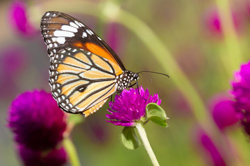 The Common Tiger butterfly